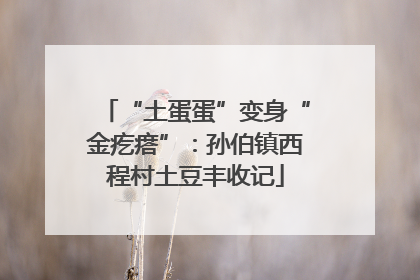 “土蛋蛋”变身“金疙瘩”：孙伯镇西程村土豆丰收记