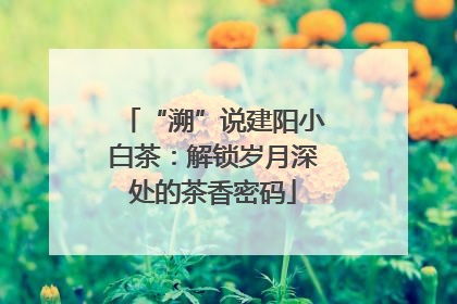 “溯”说建阳小白茶：解锁岁月深处的茶香密码