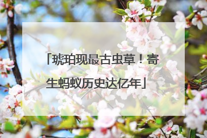 琥珀现最古虫草！寄生蚂蚁历史达亿年