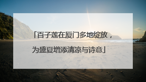 百子莲在厦门多地绽放，为盛夏增添清凉与诗意