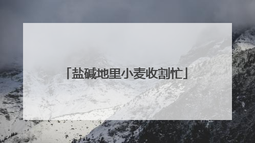 盐碱地里小麦收割忙