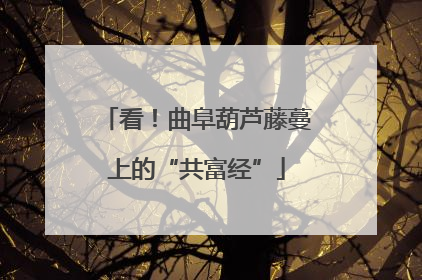 看！曲阜葫芦藤蔓上的“共富经”