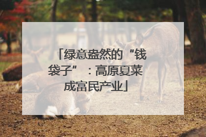 绿意盎然的“钱袋子”：高原夏菜成富民产业