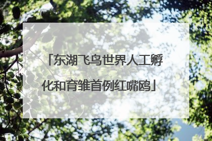 东湖飞鸟世界人工孵化和育雏首例红嘴鸥