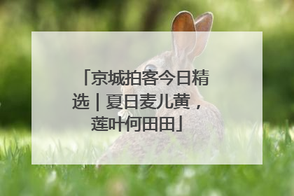 京城拍客今日精选｜夏日麦儿黄，莲叶何田田