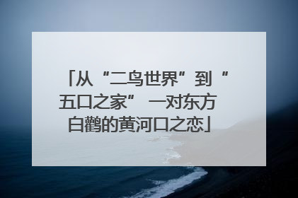 从“二鸟世界”到“五口之家” 一对东方白鹳的黄河口之恋