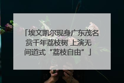 埃文凯尔现身广东茂名 赏千年荔枝树 上演无间道式“荔枝自由”