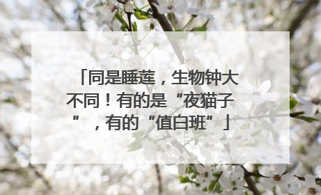 同是睡莲，生物钟大不同！有的是“夜猫子”，有的“值白班”