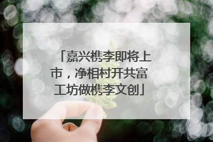嘉兴槜李即将上市，净相村开共富工坊做槜李文创