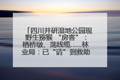四川井研湿地公园现野生猕猴 “房客”：栖桥墩、荡线缆……林业局：已“请”到救助站，将放归自然