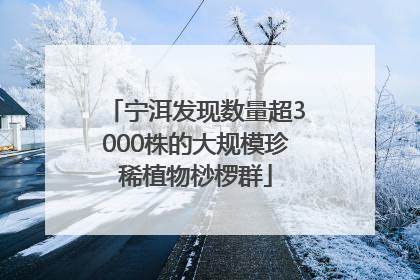 宁洱发现数量超3000株的大规模珍稀植物桫椤群