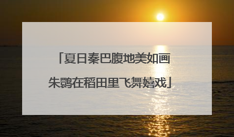 夏日秦巴腹地美如画 朱鹮在稻田里飞舞嬉戏
