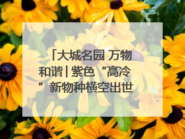 大城名园 万物和谐│紫色“高冷”新物种横空出世，皱褶叶片暗藏进化密码