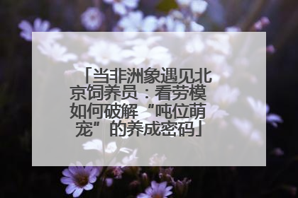 当非洲象遇见北京饲养员：看劳模如何破解“吨位萌宠”的养成密码