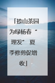 捺山茶园为绿杨春“理发” 夏季修剪促增收