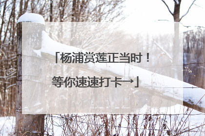 杨浦赏莲正当时！等你速速打卡→