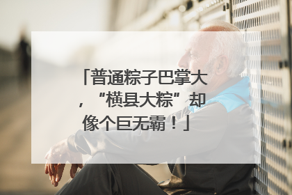 普通粽子巴掌大，“横县大粽”却像个巨无霸！