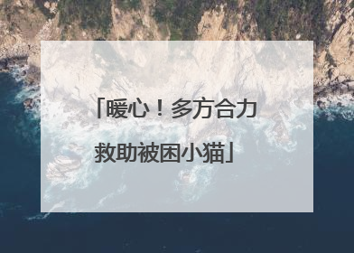 暖心！多方合力救助被困小猫