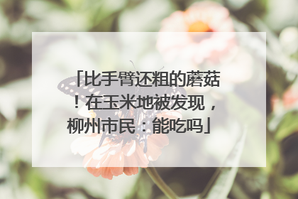 比手臂还粗的蘑菇！在玉米地被发现，柳州市民：能吃吗