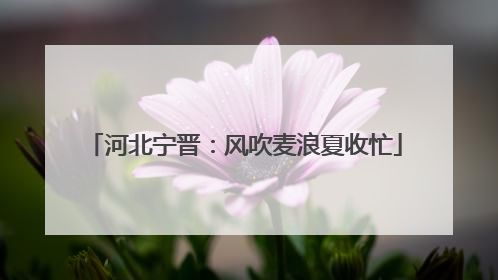 河北宁晋：风吹麦浪夏收忙