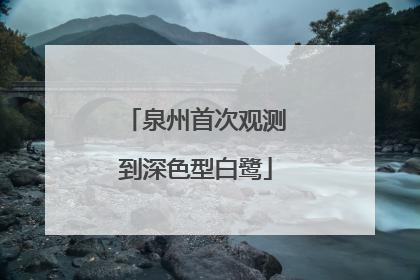 泉州首次观测到深色型白鹭