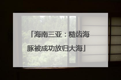 海南三亚：糙齿海豚被成功放归大海