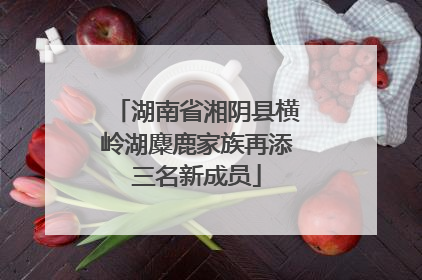 湖南省湘阴县横岭湖麋鹿家族再添三名新成员