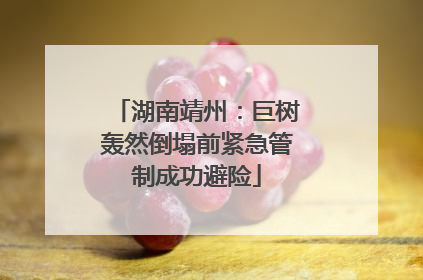 湖南靖州：巨树轰然倒塌前紧急管制成功避险