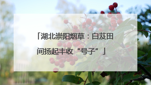 湖北崇阳烟草：白芨田间扬起丰收“号子”