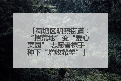 荷塘区明照街道：“撂荒地”变“爱心菜园” 志愿者携手种下“增收希望”