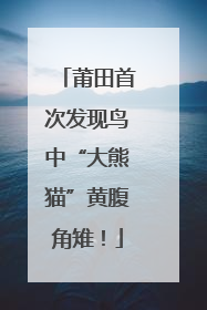 莆田首次发现鸟中“大熊猫”黄腹角雉！