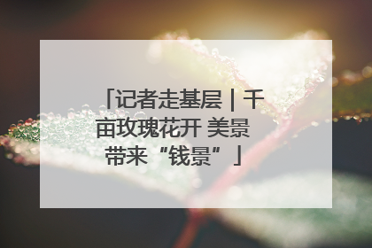 记者走基层｜千亩玫瑰花开 美景带来“钱景”
