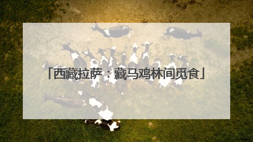 西藏拉萨：藏马鸡林间觅食