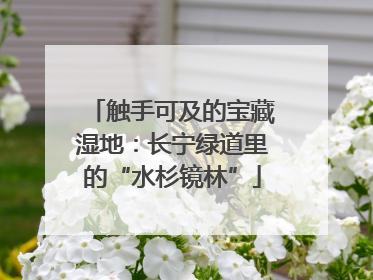 触手可及的宝藏湿地：长宁绿道里的“水杉镜林”