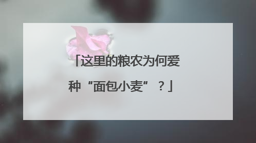 这里的粮农为何爱种“面包小麦”？