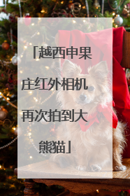 越西申果庄红外相机再次拍到大熊猫