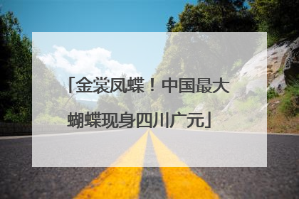 金裳凤蝶！中国最大蝴蝶现身四川广元
