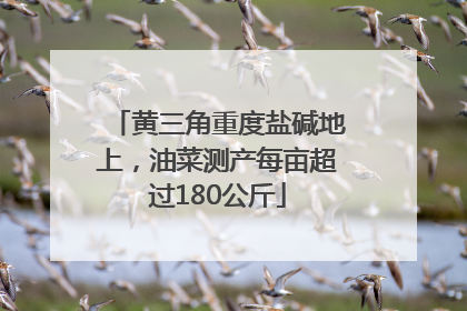 黄三角重度盐碱地上，油菜测产每亩超过180公斤