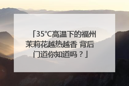 35℃高温下的福州茉莉花越热越香 背后门道你知道吗？